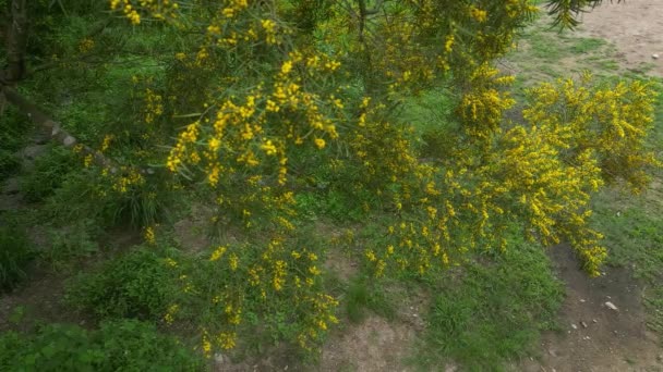 Ανθοφόρος Cootamundra Wattle Acacia Baileyana Tree — Αρχείο Βίντεο