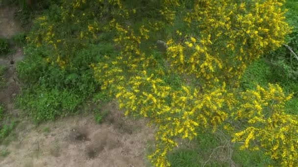 Цветущая Cootamundra Wattle Acacia Baileyana Tree — стоковое видео