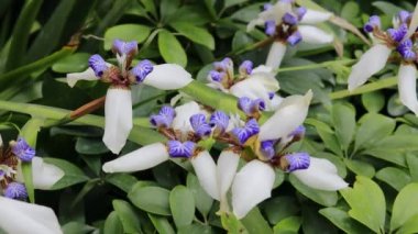 Güzel iris çiçekleri Rüzgarda, bahçede 