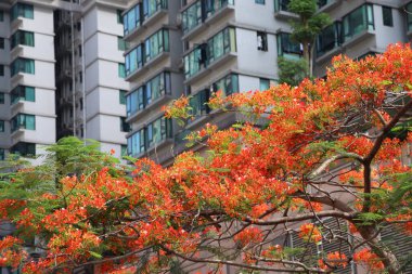 21 Mayıs 2023 Kırmızı tavus kuşu çiçekleri veya alev ağacı