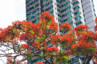 21 Mayıs 2023 Kırmızı tavus kuşu çiçekleri veya alev ağacı