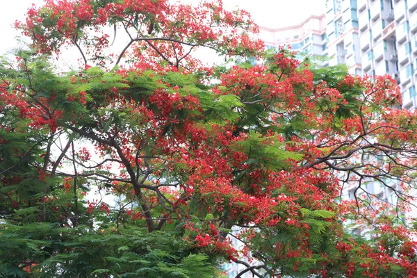 stock image May 21 2023 Red peacock flowers or the flame tree