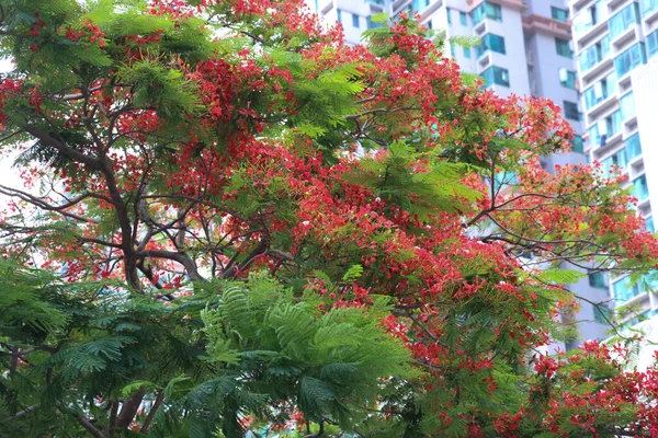 Мая 2023 Красный Павлин Цветы Пламя Дерева — стоковое фото