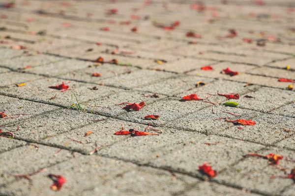 Flores Pavão Vermelho Árvores Chão — Fotografia de Stock