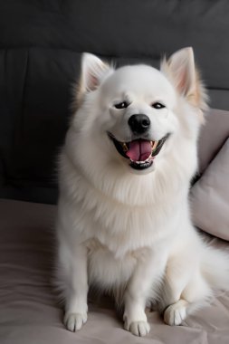 Büyük beyaz bir köpek.
