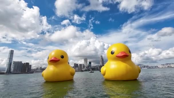Rubber Ducks Playful Delight Victoria Harbour Iconic Waters June 2023 — 비디오