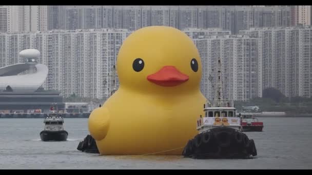 Rubber Duck Playful Delight Victoria Harbour Iconic Waters June 2023 — 비디오