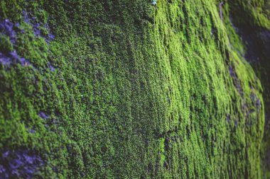 Moss, genellikle küçük, vasküler olmayan bir bitkidir.