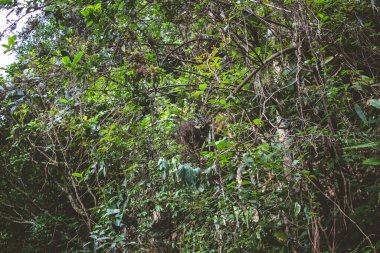 Karmaşık ve titizlikle hazırlanmış kuş yuvaları doğada