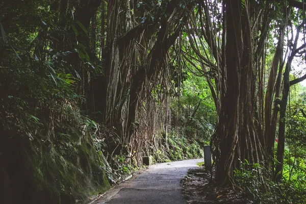 Majestátní Rozlehlé Banyanské Stromy Impozantními Kořeny Vzduchu Června 2023 — Stock fotografie