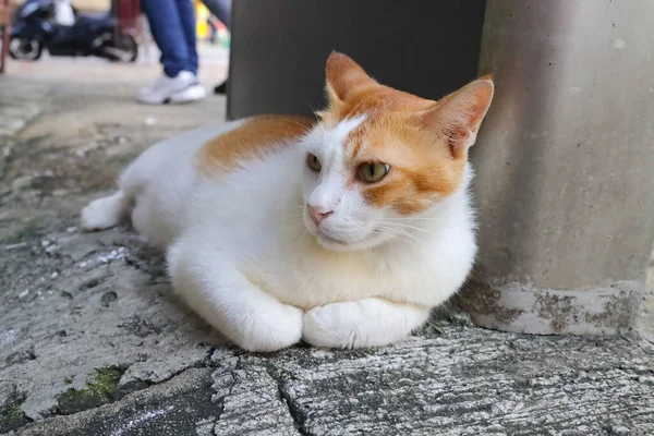 Die Niedliche Gelbe Pummelige Katze Die Auf Der Straße Liegt — Stockfoto