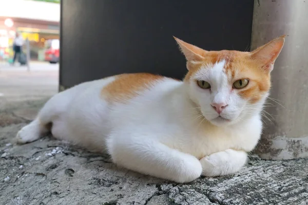 Die Niedliche Gelbe Pummelige Katze Die Auf Der Straße Liegt — Stockfoto