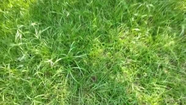 香港の静かで手入れの行き届いた緑の空間である芝生 — ストック動画