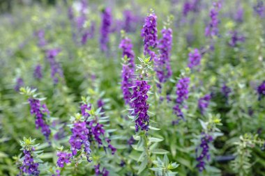 a Close up and selective focus on violet or purple colors