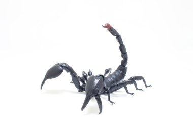 the Black scorpion isolated on white background