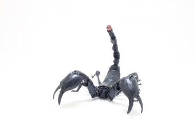 the Black scorpion isolated on white background