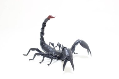 the Black scorpion isolated on white background