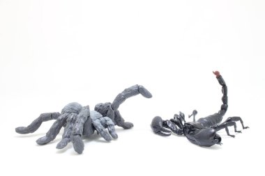 Siyah Akrep örümcekle savaşıyor.