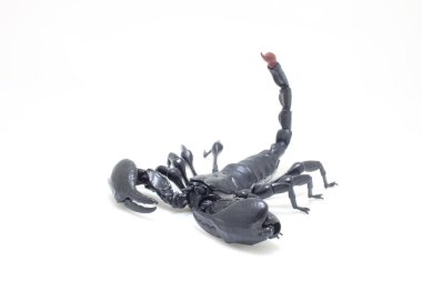 the Black scorpion isolated on white background