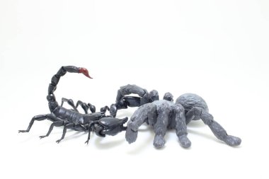 Siyah Akrep örümcekle savaşıyor.