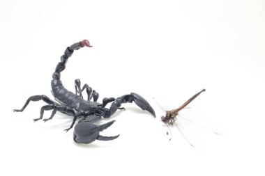 Bir akrep yusufçuğu açık havada yakalar.