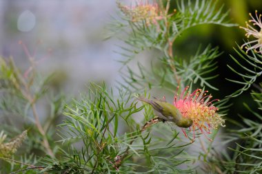 Zosterops albogularisi çiçek ve hayvan konsepti yer.