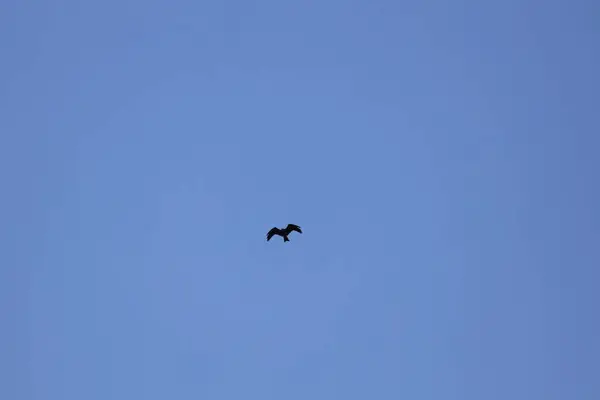 the eagle soaring against clear blue alaskan sky