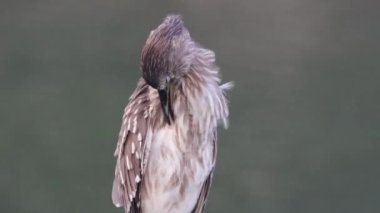 Bir körfezdeki vahşi bir balıkçıl
