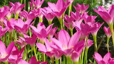 Bahçedeki güzel pembe çiçekler