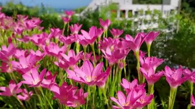 Bahçedeki güzel pembe çiçekler