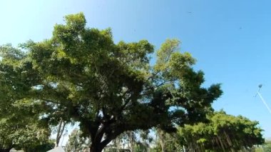Yusufçuklar Doğa Akrobatları, Hong Kong