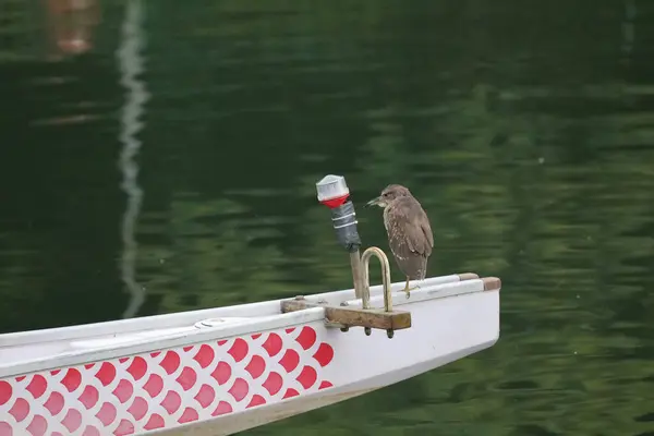 the bird on a boat at hong kong