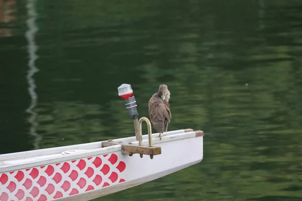 the bird on a boat at hong kong