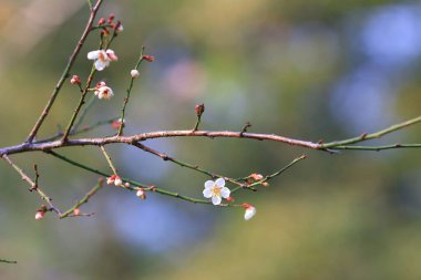 Erik çiçeği ya da Çin eriği çiçeği.,