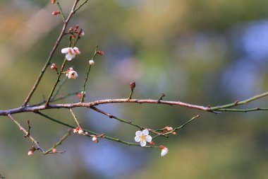 Erik çiçeği ya da Çin eriği çiçeği.,
