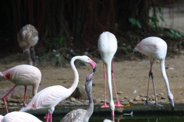 Karayip flamingosu. Büyük kuş dinleniyor Yazın tadını çıkarıyor