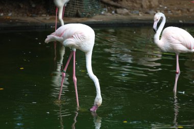 Karayip flamingosu. Büyük kuş dinleniyor Yazın tadını çıkarıyor