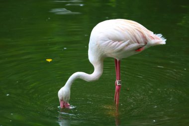 Karayip flamingosu. Büyük kuş dinleniyor Yazın tadını çıkarıyor