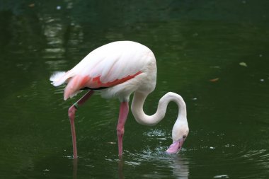 Karayip flamingosu. Büyük kuş dinleniyor Yazın tadını çıkarıyor