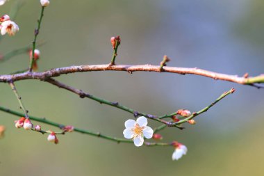 Erik çiçeği ya da Çin eriği çiçeği.,