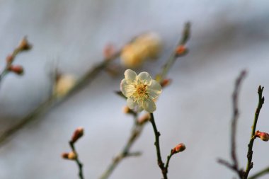 Erik çiçeği ya da Çin eriği çiçeği.,
