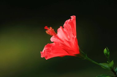 Hibiscus Çiçeği, Hong Kon Baharı, Hk