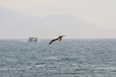 Sai kung denizindeki Deniz Kartalı