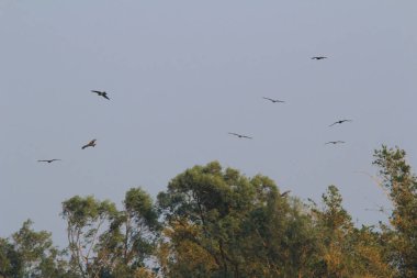 Sai kung denizindeki Deniz Kartalı