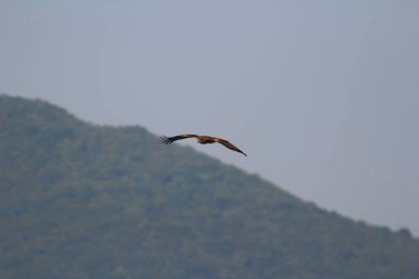 Sai kung denizindeki Deniz Kartalı