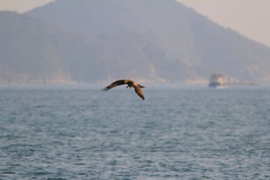 Sai kung denizindeki Deniz Kartalı