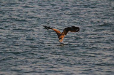 Sai kung denizindeki Deniz Kartalı