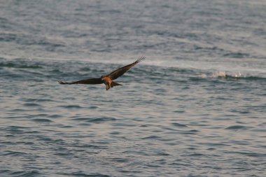 Sai kung denizindeki Deniz Kartalı
