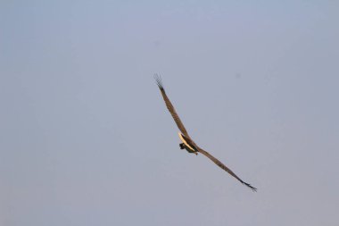 Kışın Sai kung 'daki kartal