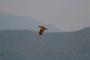 Kışın Sai kung 'daki kartal